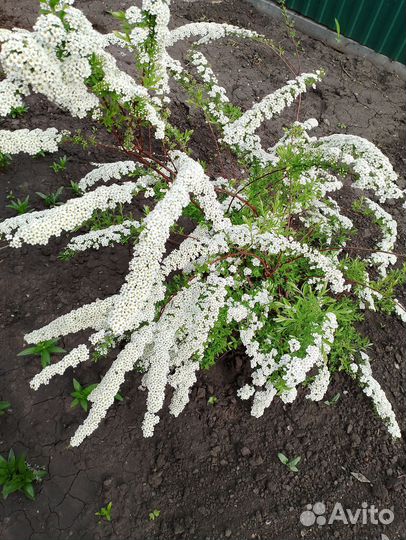 Редкий вид ежемалины Тайберри. Спирея