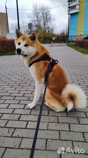 Акита ину, вязка