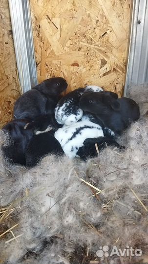 Кролики мясных пород