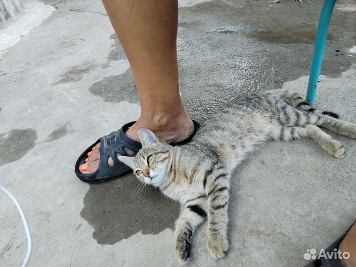 Кошка в дар бесплатно