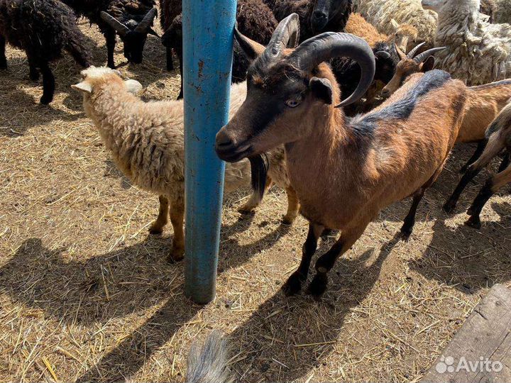 Продам коз