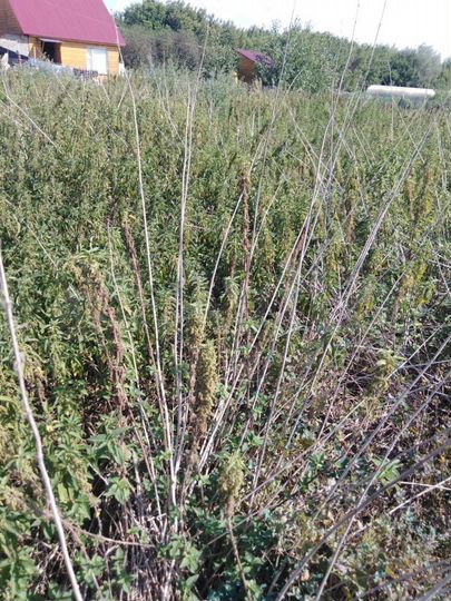 Участок 15 сот. (ИЖС)