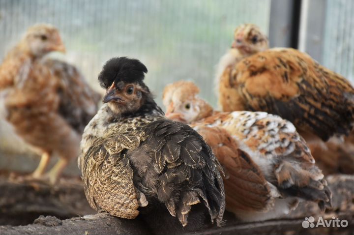 Подрощеные цыплята деревенских курочек