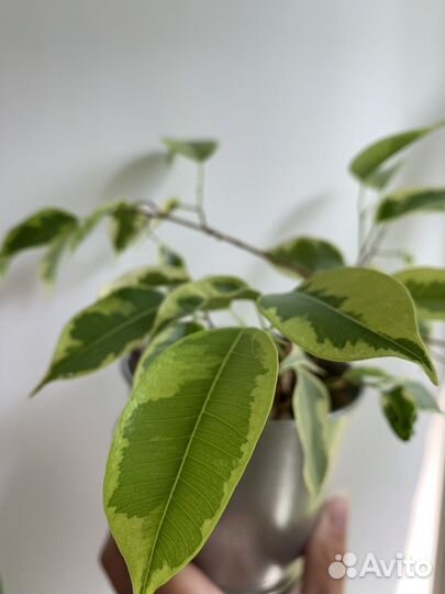 Фикус бенджамина пестролистный с горшком