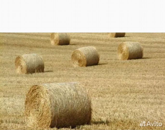 Солома ячменная в рулонах