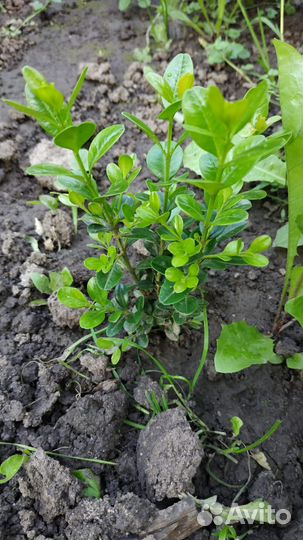 Саженцы самшита