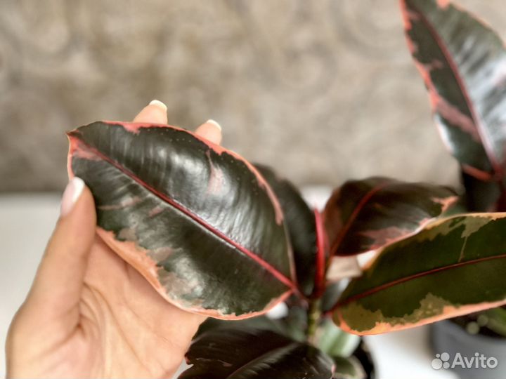 Фикус эластика Руби Пинк Ficus Elastica Ruby Pink