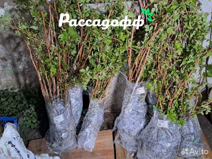 Саженцы малины. Оптом. От 100 шт