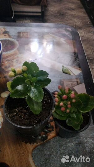 Домашние цветы