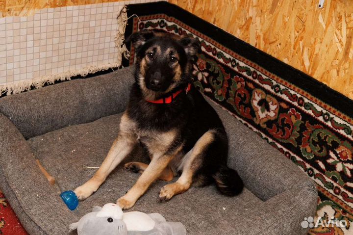 Овчарка маленькая красавица ищет дом