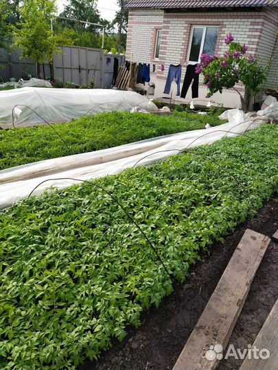 Рассада помидор