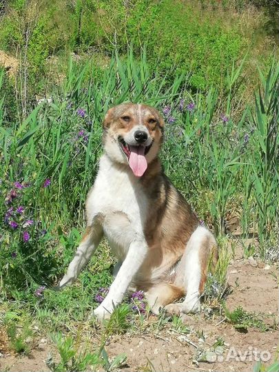 Собака Миссури