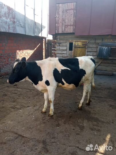 Продаётся теленок