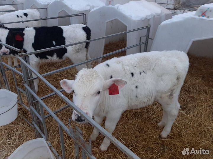 Крс на откорм, бычки