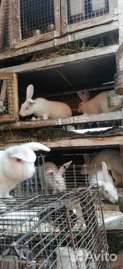 Кролик белый панон самцы самки молодняк
