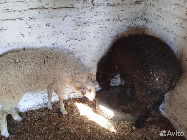 Бараны курдючные.Две ярки и одна котная