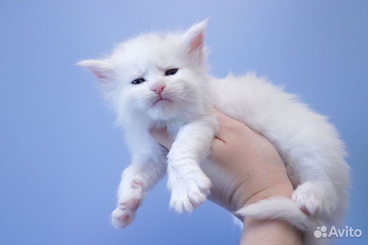 Мейн-кун котик белый солид.Резервирование