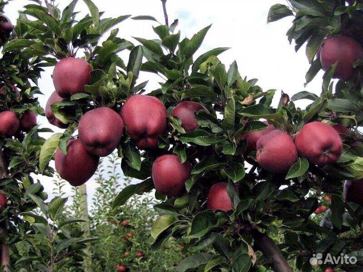 Хорошие саженцы