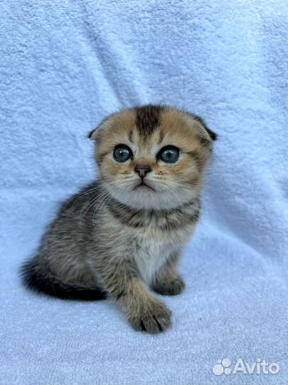 Шотландские котята
