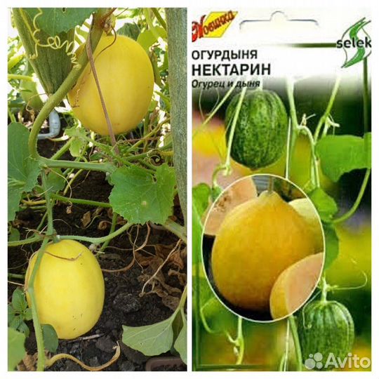 Огурдыня семена