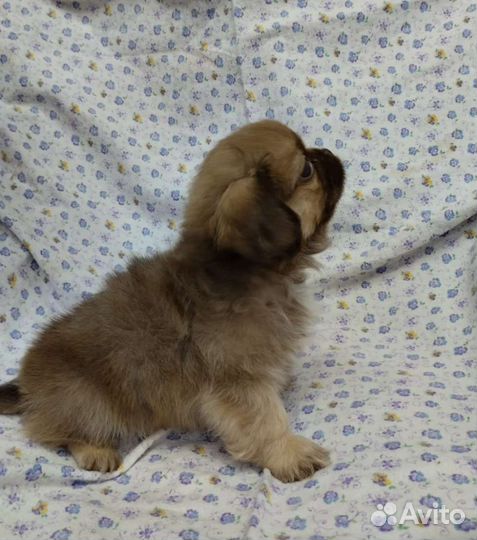 Щенки пекинеса