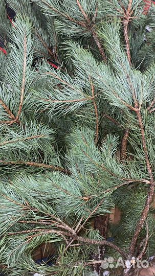 Сосна новогодняя / Ёлка новогодняя /Ёлка в кадке