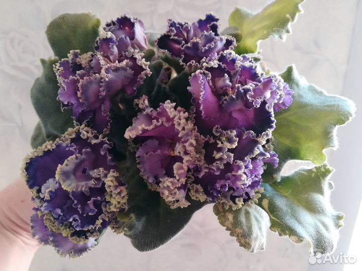 Фиалки. Пермь, Ферма, Горный, Фролы