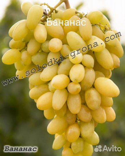 Саженцы винограда