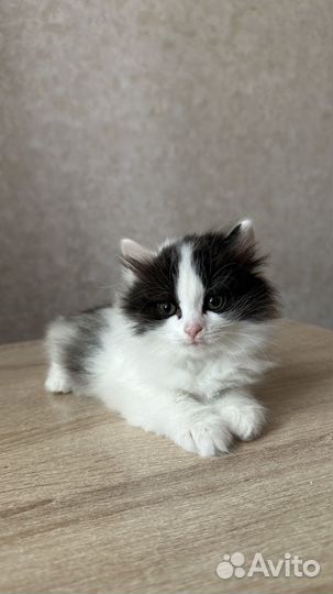 Кошки вислоухие