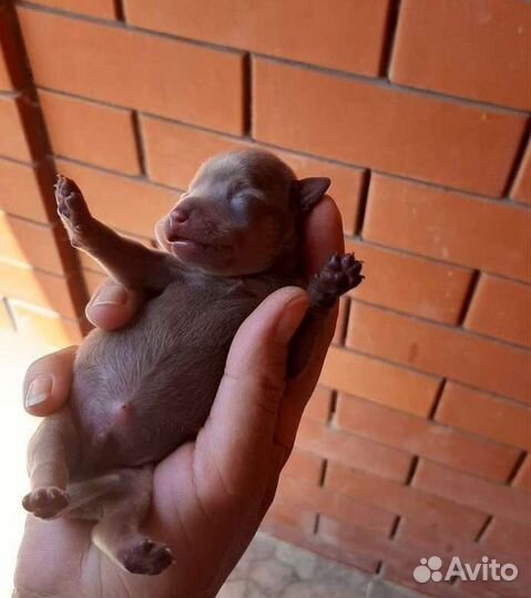 Мини той-терьер щенки