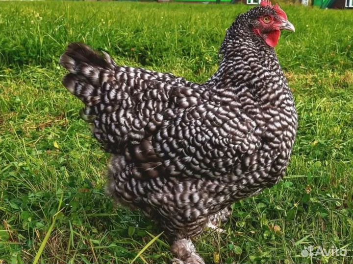 Суточные и подрощенные цыплята