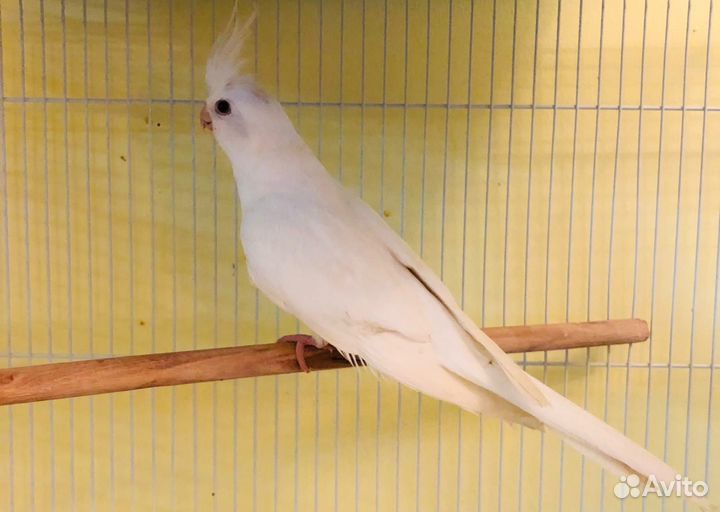 Попугай корелла