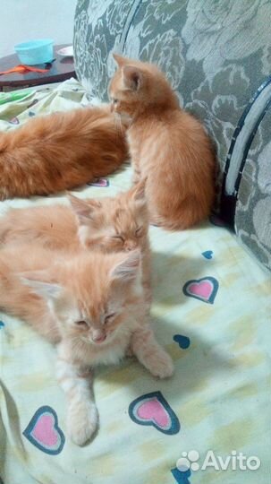 Котята в добрые руки мальчики