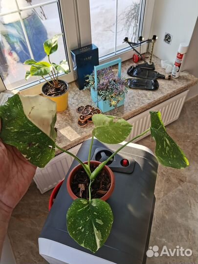 Монстера тайское созвездие