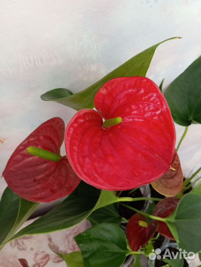 Антуриум красный