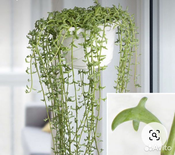 Сенецио дельфин (крестовник) string of dolphins