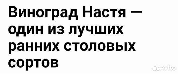 Саженцы винограда