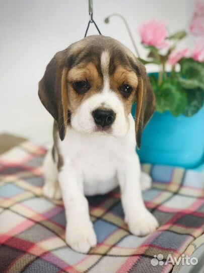 Щенки Бигля