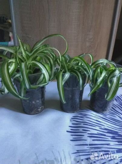 Комнатные растения бесплатно