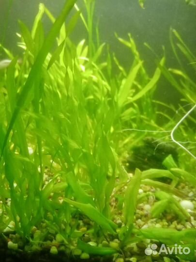 Аквариумные растения