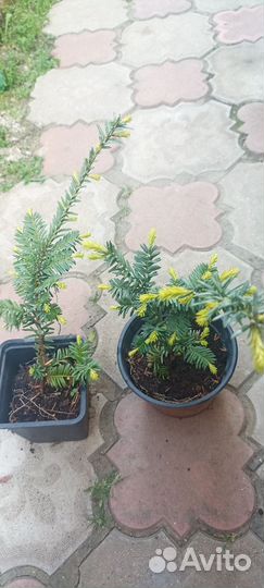 Хвойные, декоративные