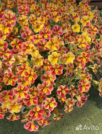 Калибрахоа и петуния черенки(есть доставка)