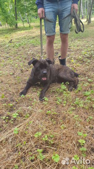 Кобель Кане-корсо в ответственные руки