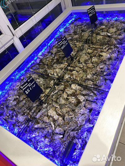 Устрица Хасанская