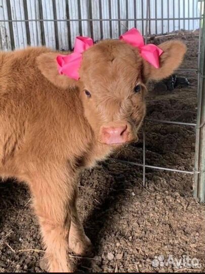 Скотина - крс - скот