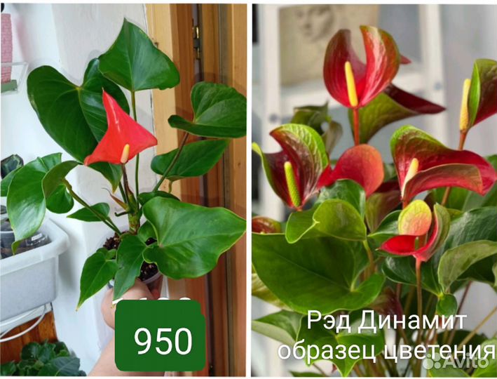 Антуриумы сортовые