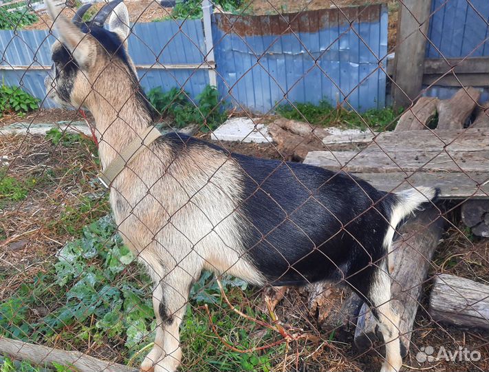 Альпийские козочки