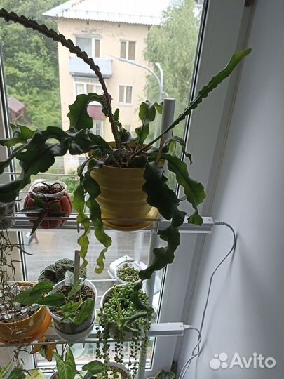 Комнатные растения цветы