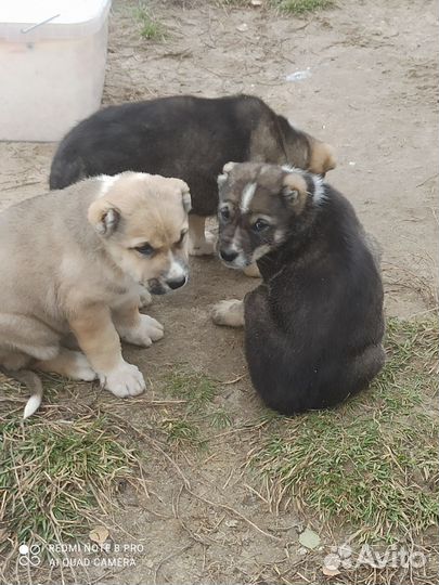 Среднеазиатская овчарка