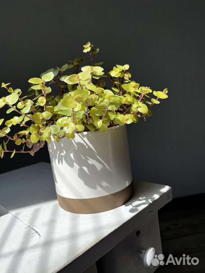 Каллизия 3 цвета розовая желтая зеленая